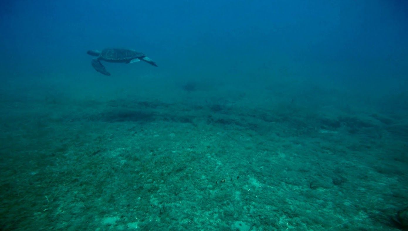 Marine habitat mapping @ Cyprus